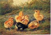 unknow artist chickens 196 France oil painting artist